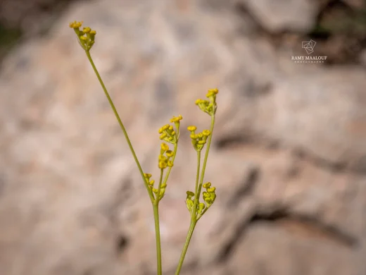 Dichoropetalum depauperatum