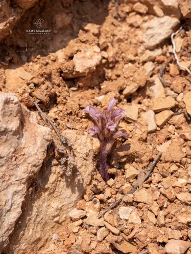 Orobanche camptolepis