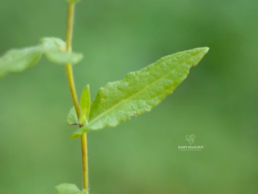 رعراع أيوب