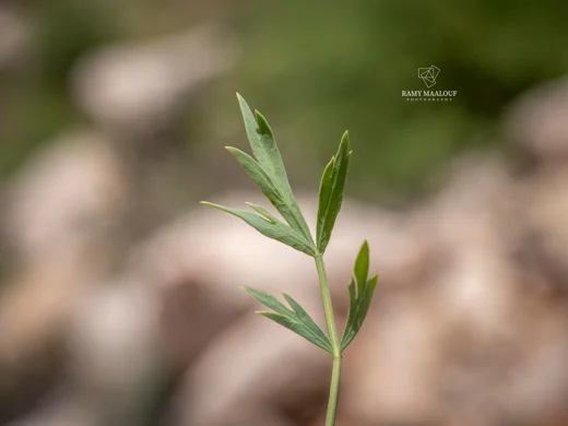 Dichoropetalum depauperatum
