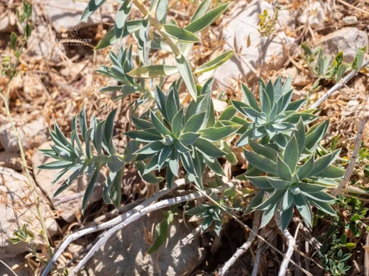Euphorbia macroclada