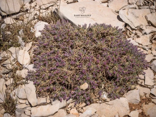 Noaea mucronata subsp. humilis
