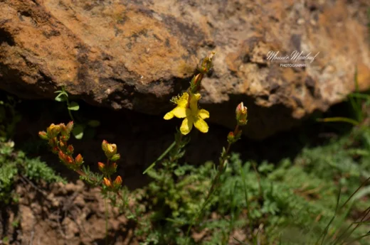 Hypericum stenobotrys