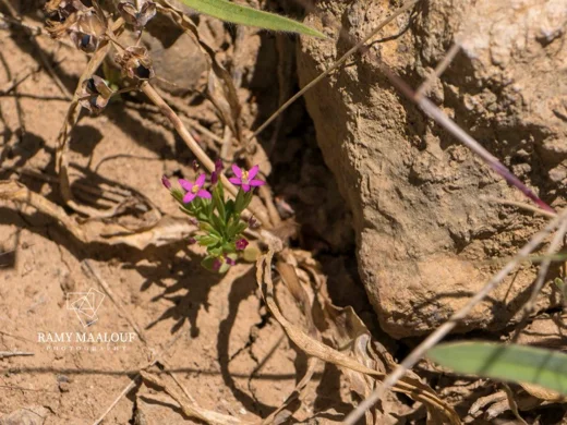 Centaurium pulchellum