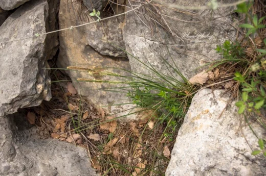 Carex flacca