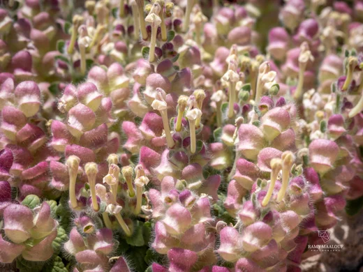 Scutellaria utriculata