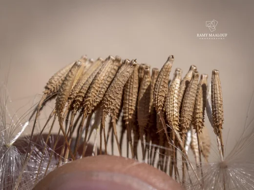 طرخشقون سوري