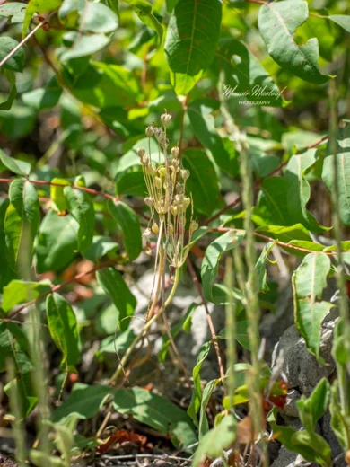 Allium sp. (Zeraaya)