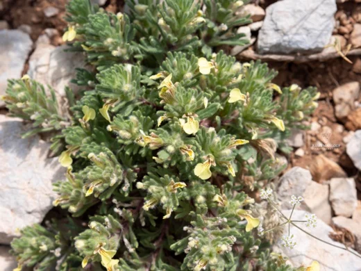Ajuga chamaepitys subsp. tridactylites