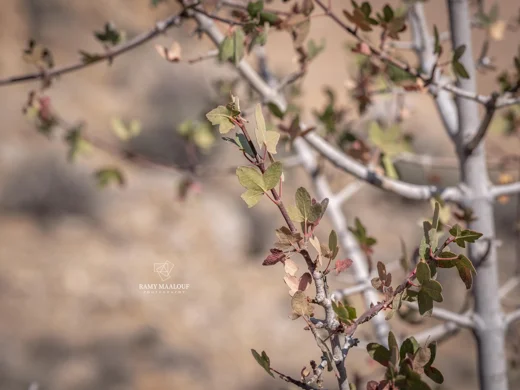 Acer monspessulanum subsp. microphyllum