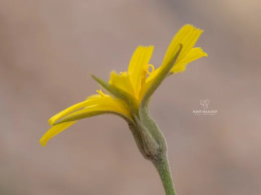 Gelasia rigida
