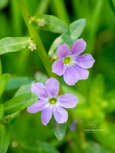Lythrum junceum