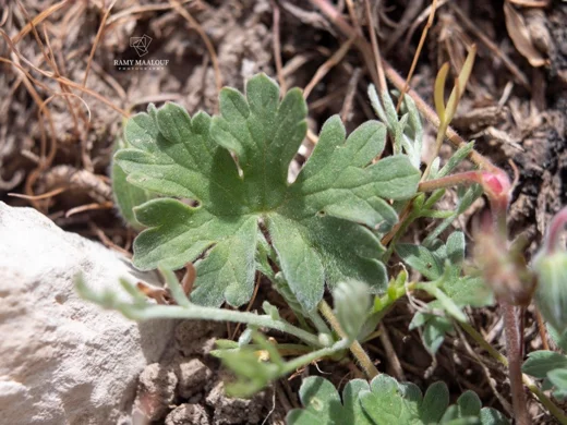 Geranium makmelicum