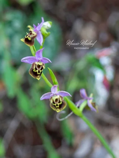 Ophrys fuciflora subsp. libanotica