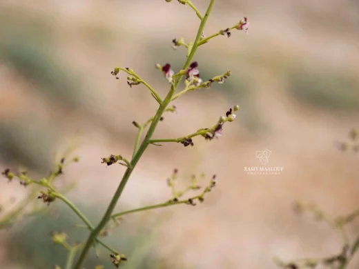 Scrophularia libanotica var. australis