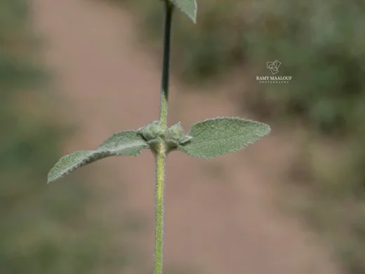 Stachys longispicata