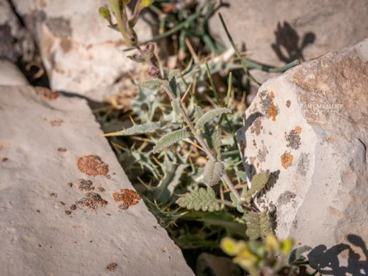 Scutellaria tomentosa
