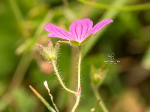 Geranium crenophilum