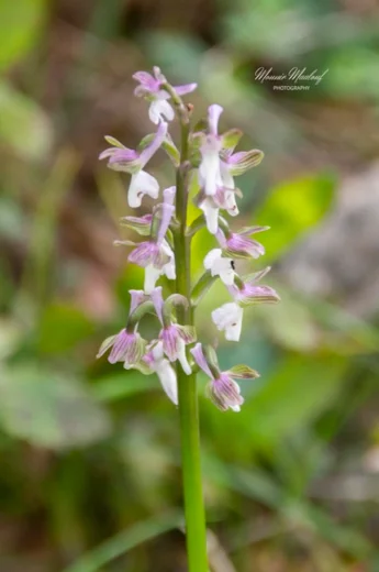 Anacamptis morio subsp. syriaca