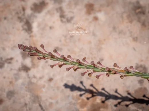 Crucianella macrostachya