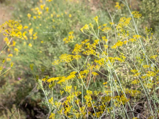 Heptaptera anisopetala
