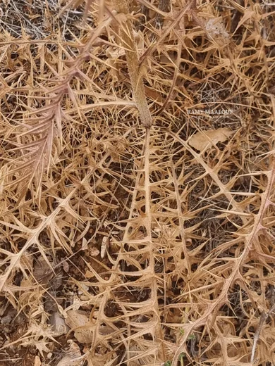 Cirsium phyllocephalum