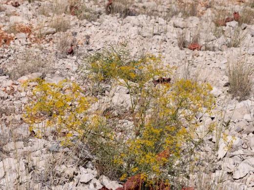Bilacunaria boissieri