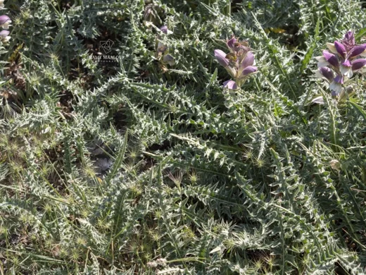 Acanthus syriacus