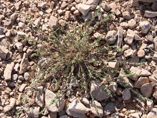 Andrachne telephioides