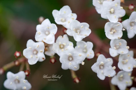 Viburnum tinus