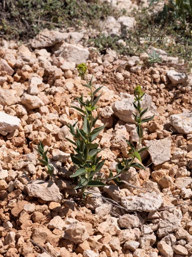 Vincetoxicum dionysiense