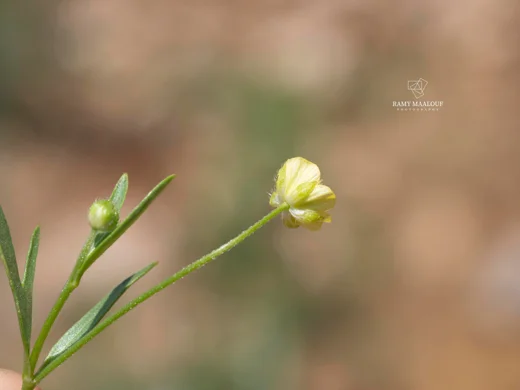 عشبة الباسور