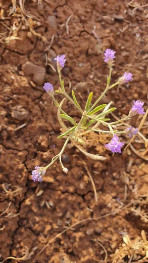 نسب المصنف - غير تجاري 4.0 دولي (CC BY-NC 4.0)- i naturalist.