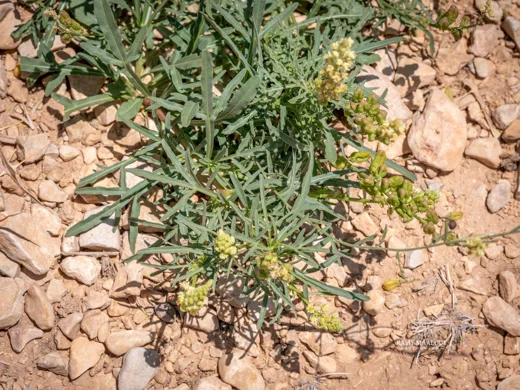 بليحاء صفراء