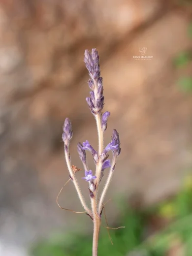 Phelipanche nana