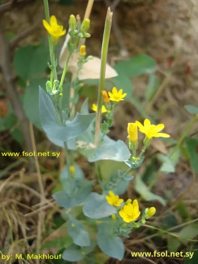Blackstonia perfoliata