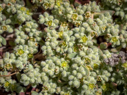 Herniaria incana