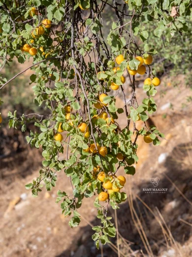 Prunus ursina