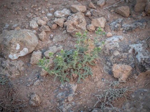 Cousinia ramosissima
