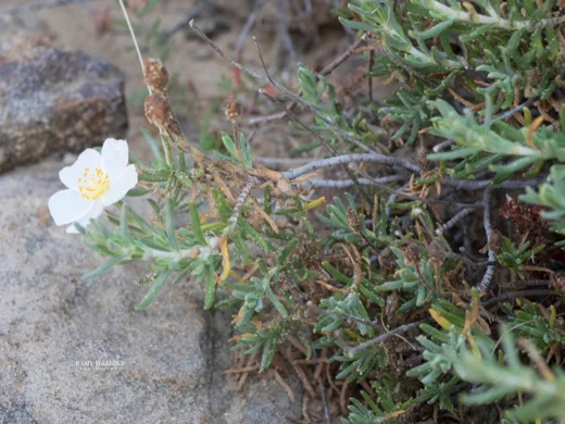 Cistus umbellatus subsp. libani