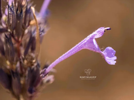 Nepeta cilicica