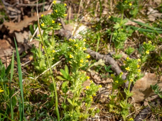 Parentucellia flaviflora