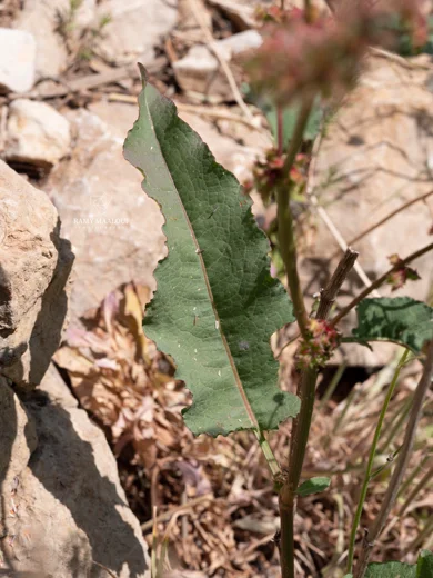Rumex nepalensis