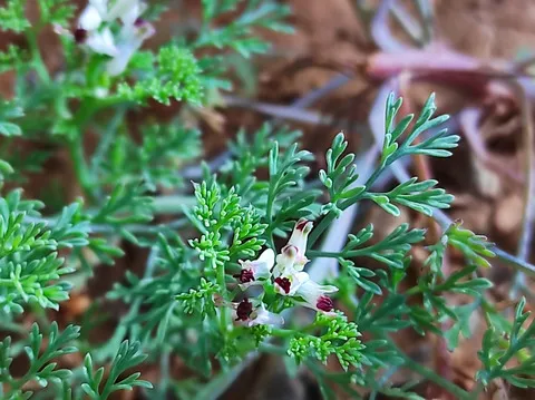 نسب المصنف - غير تجاري 4.0 دولي (CC BY-NC 4.0)- i naturalist.