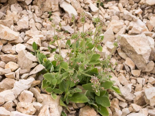 بطنج إهرنبرغ