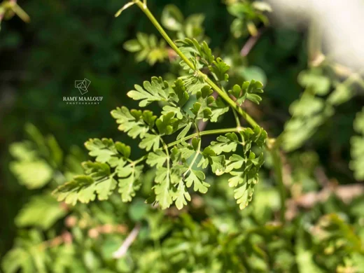 Daucus carota subsp. maximus
