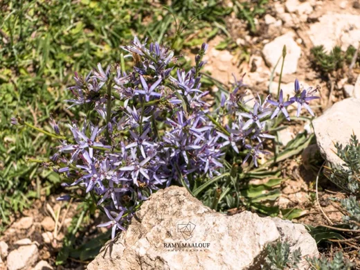 Asyneuma rigidum subsp. sinai
