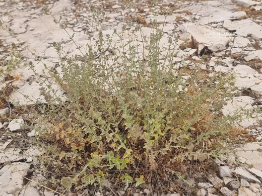 Micromeria fruticosa