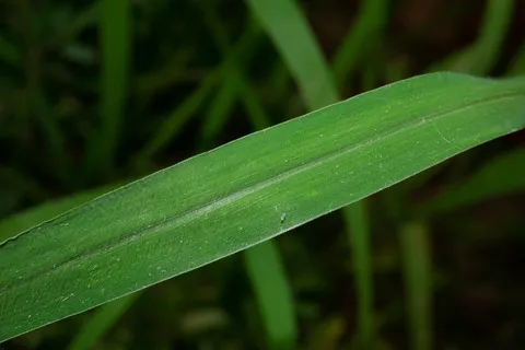 نسب المصنف - غير تجاري 4.0 دولي (CC BY-NC 4.0)- i naturalist.
