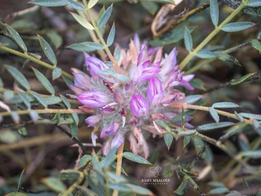 Astragalus oleifolius